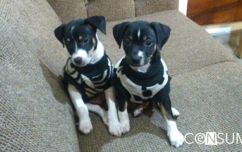 Fotografía de un par de perritos sentados en un sofa vistiendo sueteres