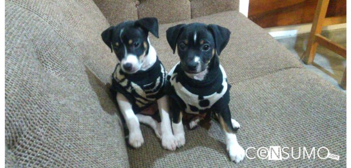 Fotografía de un par de perritos sentados en un sofa vistiendo sueteres