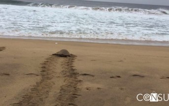 Tortuga regresando al mar