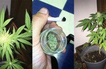 Plantas de marihuana