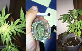 Plantas de marihuana