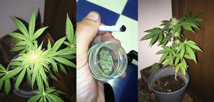 Plantas de marihuana