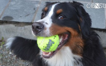 ¡Que tu mascota no se aburra! Juguetes didácticos para perros