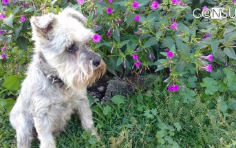 Jardín a prueba de mascotas y mascotas a prueba de jardín