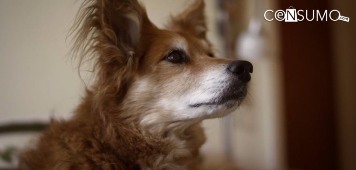 ¿Sabías que tener un perro es bueno para tu salud?