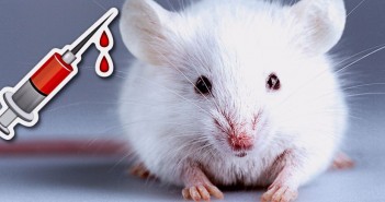 Rejuvenecen ratones con sangre humana