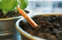 ¡Fantástico! Planta vegetales o flores de un lápiz