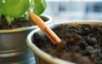 ¡Fantástico! Planta vegetales o flores de un lápiz