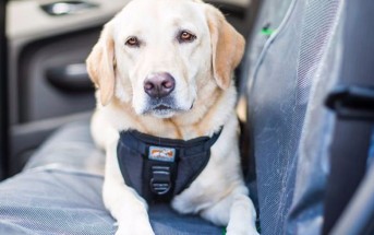 Con este dispositivo viajar con tus mascotas por carretera será más seguro y cómodo