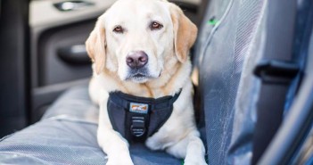 Con este dispositivo viajar con tus mascotas por carretera será más seguro y cómodo