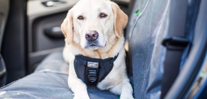 Con este dispositivo viajar con tus mascotas por carretera será más seguro y cómodo