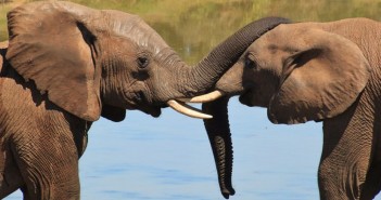 Encuentran proteína en los elefantes que podría curar el cáncer