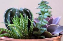 5 plantas de interiores fáciles de cuidar