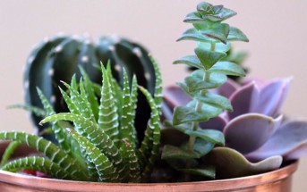 5 plantas de interiores fáciles de cuidar