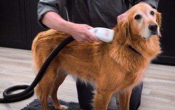 BarkBath, una manera de bañar a tu perro sin ensuciar