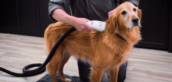 BarkBath, una manera de bañar a tu perro sin ensuciar