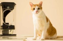 ¡Increible! Conoce el alimentador para gatos que utiliza reconocimiento facial