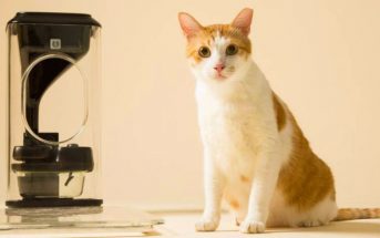 ¡Increible! Conoce el alimentador para gatos que utiliza reconocimiento facial