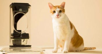 ¡Increible! Conoce el alimentador para gatos que utiliza reconocimiento facial