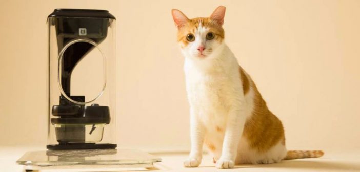 ¡Increible! Conoce el alimentador para gatos que utiliza reconocimiento facial