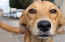 ¿Qué debes hacer cuando te encuentras un perro perdido?