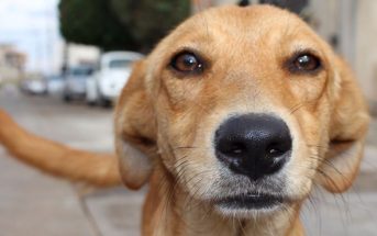 ¿Qué debes hacer cuando te encuentras un perro perdido?