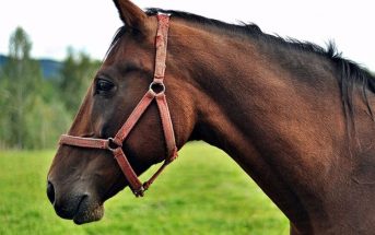 Venden carne de caballo como si fuera de res en 6 ciudades mexicanas