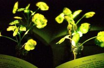 Ingenieros del MIT crearon plantas capaces de emitir luz