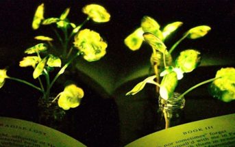 Ingenieros del MIT crearon plantas capaces de emitir luz