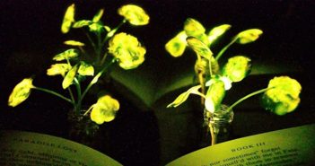 Ingenieros del MIT crearon plantas capaces de emitir luz