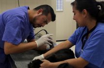 Hospital Veterinario de la Ciudad de México, el hospital público para mascotas