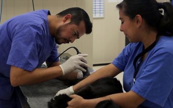 Hospital Veterinario de la Ciudad de México, el hospital público para mascotas