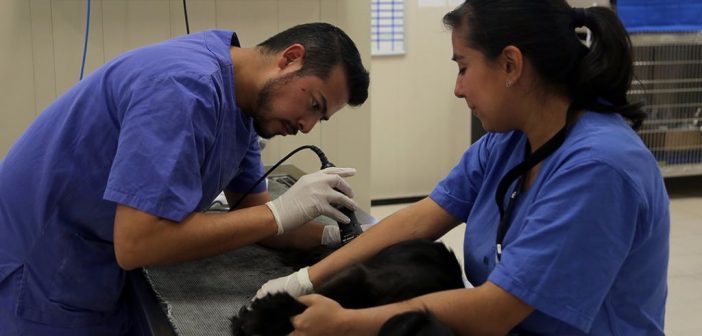 Hospital Veterinario de la Ciudad de México, el hospital público para mascotas