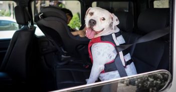 Los arneses para perro probados por el Center for Pet Safety