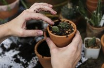 Las plantas que mejoran tu salud y que son fáciles de cuidar