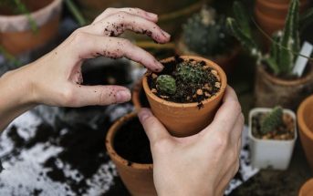 Las plantas que mejoran tu salud y que son fáciles de cuidar